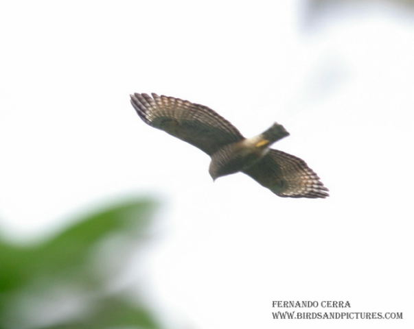 Photo (14): Roadside Hawk