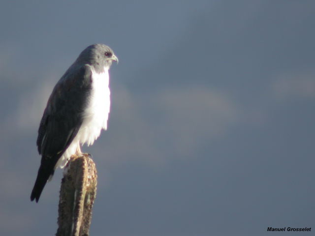 Photo (1): White-tailed Hawk