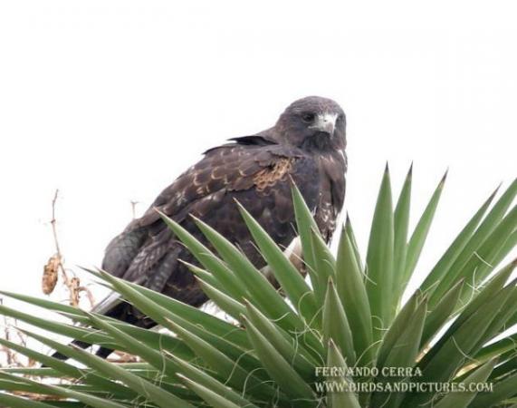 Photo (6): White-tailed Hawk