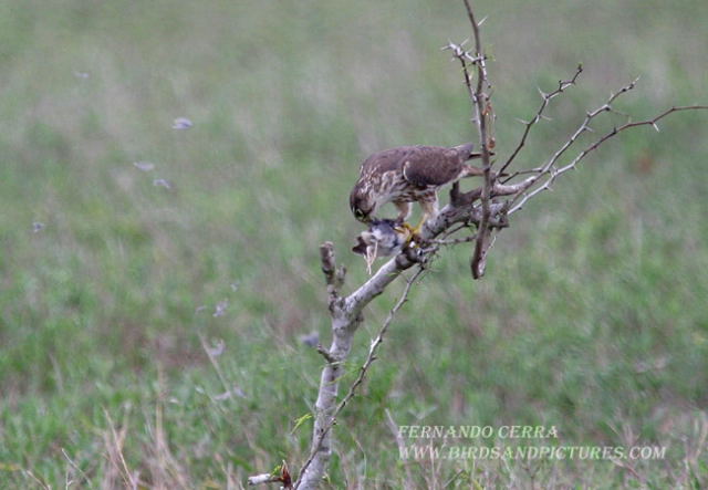 Photo (3): Prairie Falcon