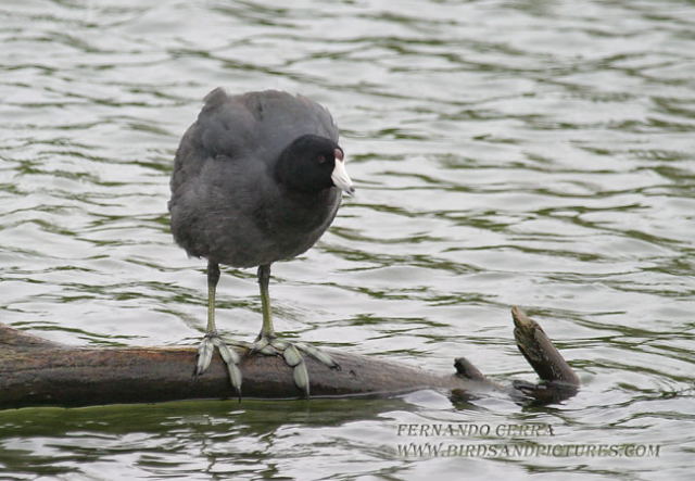 Photo (7): American Coot