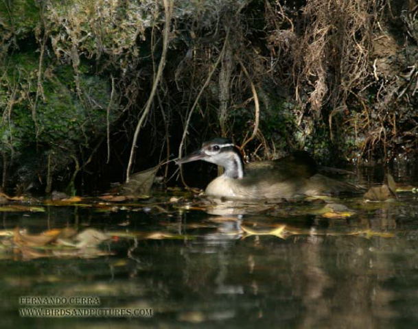 Photo (3): Sungrebe