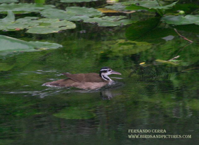 Photo (4): Sungrebe