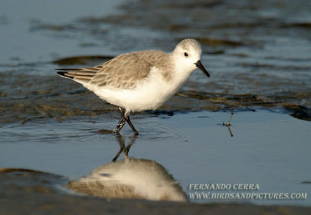 Photo (9): Sanderling