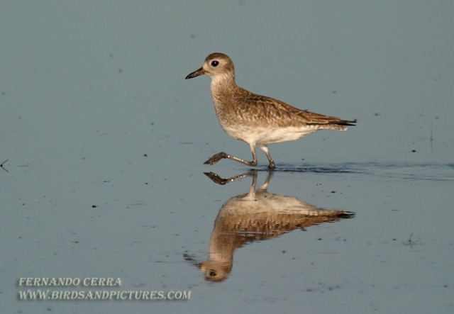 Photo (7): Black-bellied Plover