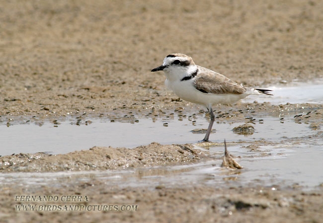 Photo (5): Snowy Plover