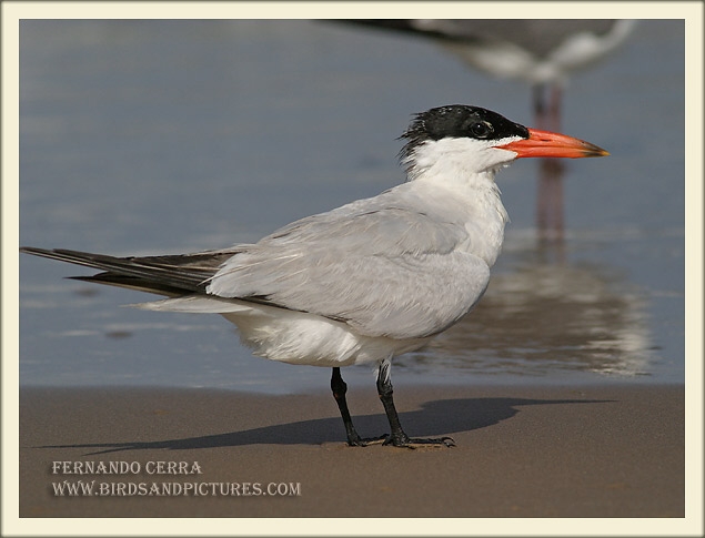 Photo (3): Caspian Tern
