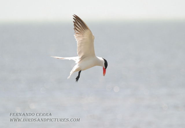 Photo (5): Caspian Tern