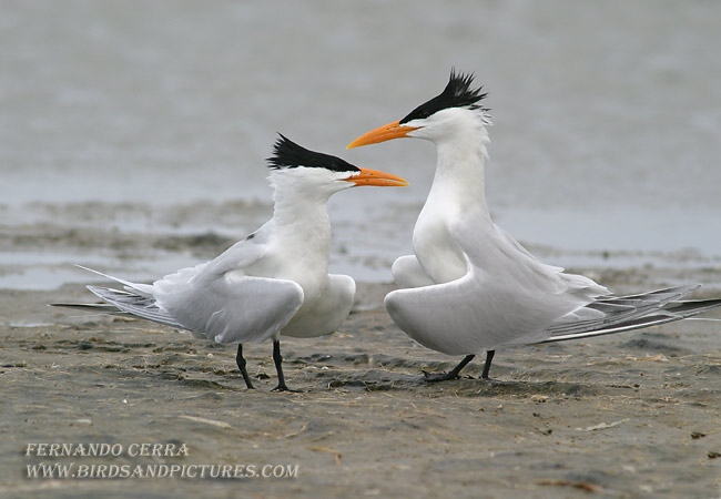 Photo (3): Royal Tern