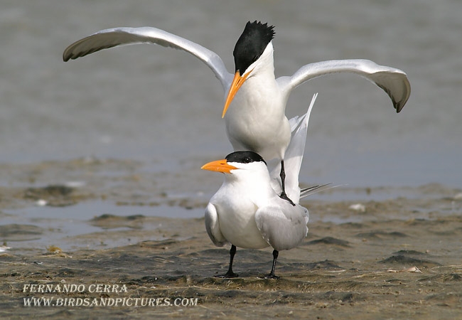 Photo (5): Royal Tern