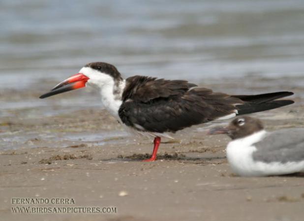 Photo (12): Black Skimmer