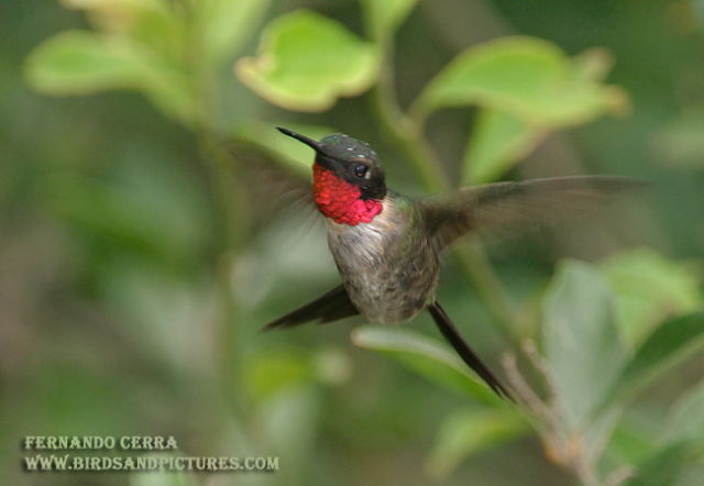 Photo (9): Ruby-throated Hummingbird