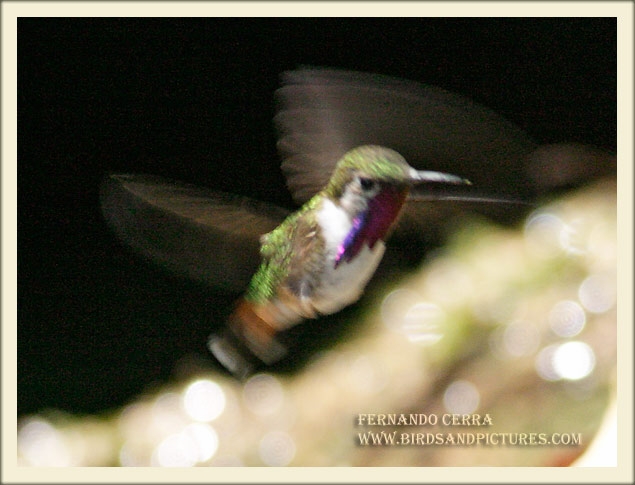Photo (3): Bumblebee Hummingbird