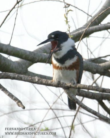 Photo (12): Belted Kingfisher