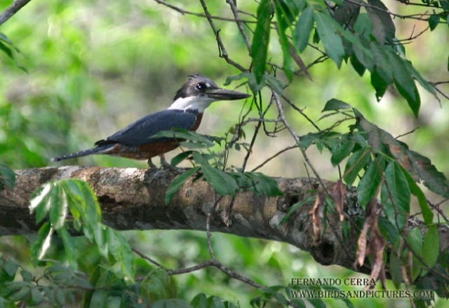 Photo (4): Ringed Kingfisher