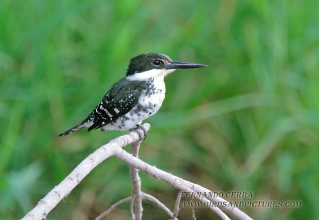 Photo (12): Green Kingfisher