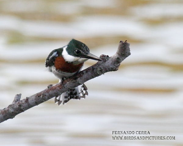 Photo (5): Green Kingfisher
