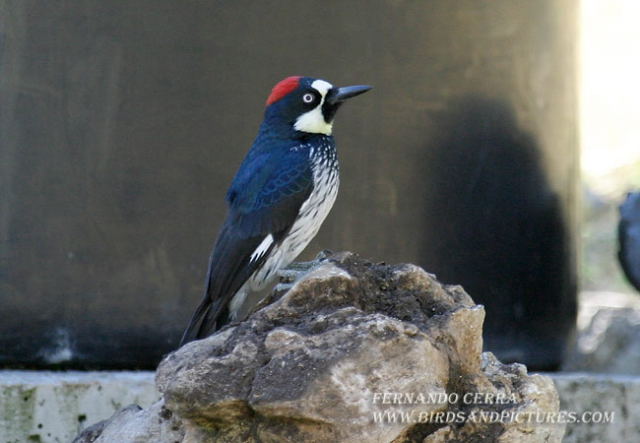 Photo (9): Acorn Woodpecker