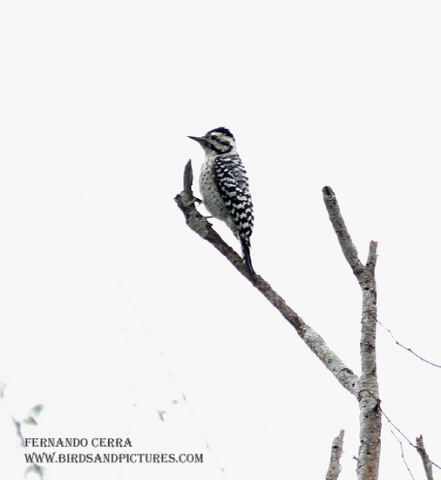 Photo (10): Ladder-backed Woodpecker