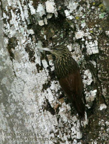 Photo (5): Ivory-billed Woodcreeper