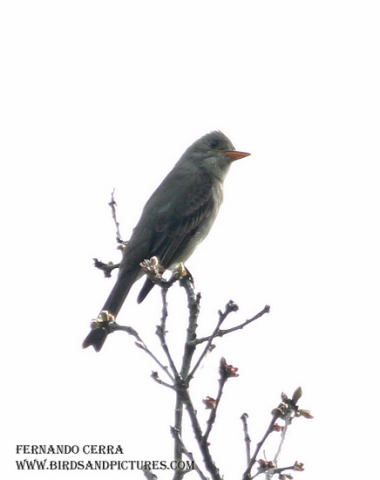 Photo (4): Greater Pewee