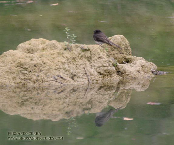 Photo (14): Black Phoebe