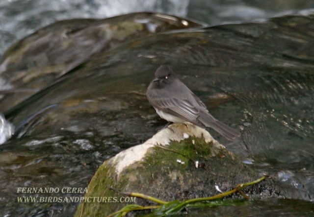 Photo (16): Black Phoebe