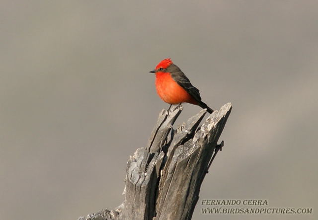 Photo (5): Vermilion Flycatcher