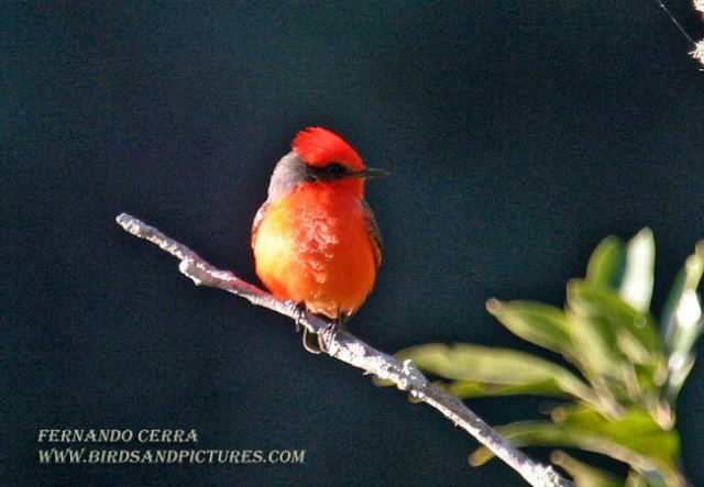 Photo (10): Vermilion Flycatcher