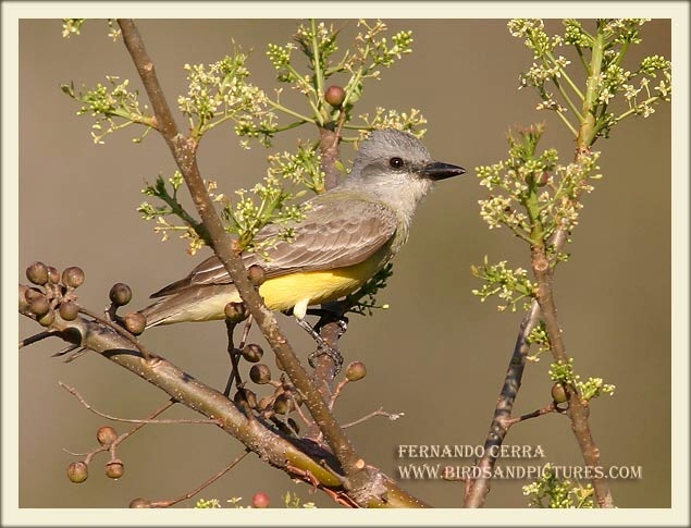 Photo (1): Couch's Kingbird