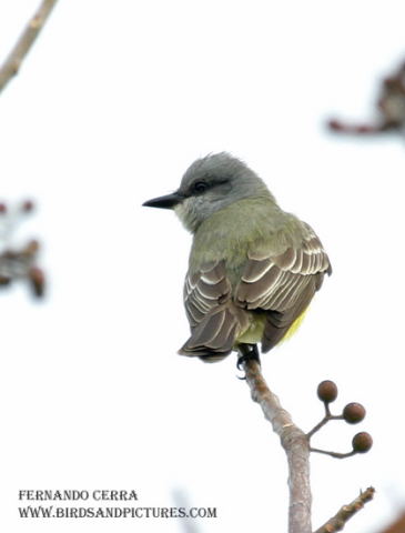 Photo (5): Couch's Kingbird