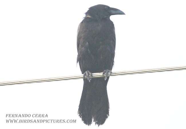 Photo (1): Tamaulipas Crow
