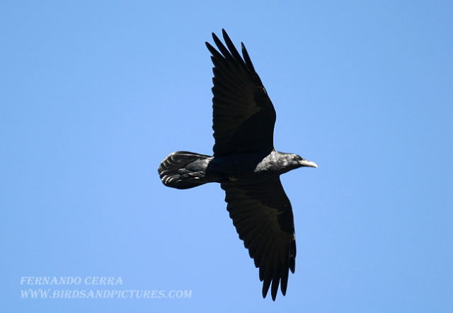 Photo (7): Common Raven