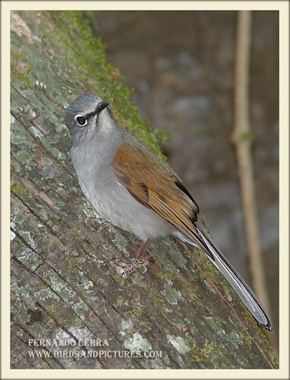 Photo (3): Brown-backed Solitaire