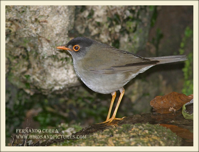Photo (1): Black-headed Nightingale-Thrush