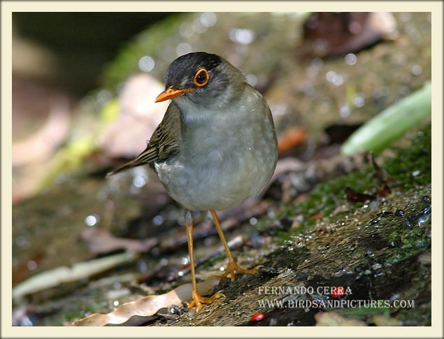 Photo (2): Black-headed Nightingale-Thrush