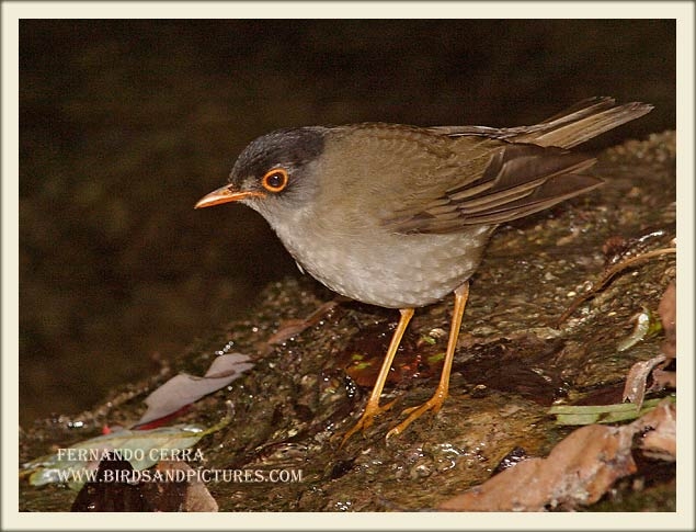 Photo (3): Black-headed Nightingale-Thrush