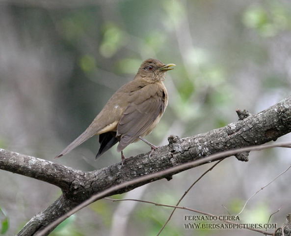 Photo (11): Clay-colored Thrush