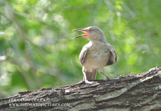 Photo (9): Curve-billed Thrasher