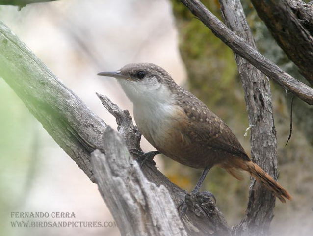 Photo (5): Canyon Wren