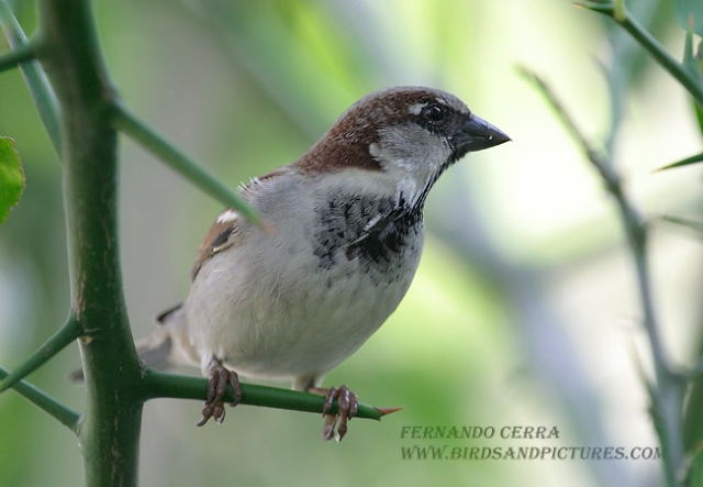 Photo (3): House Sparrow