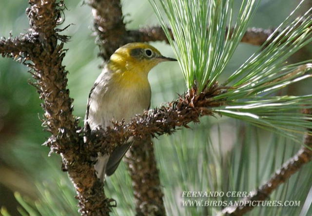 Photo (2): Olive Warbler