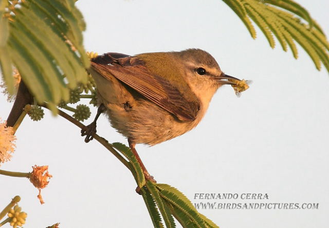 Photo (3): Tennessee Warbler