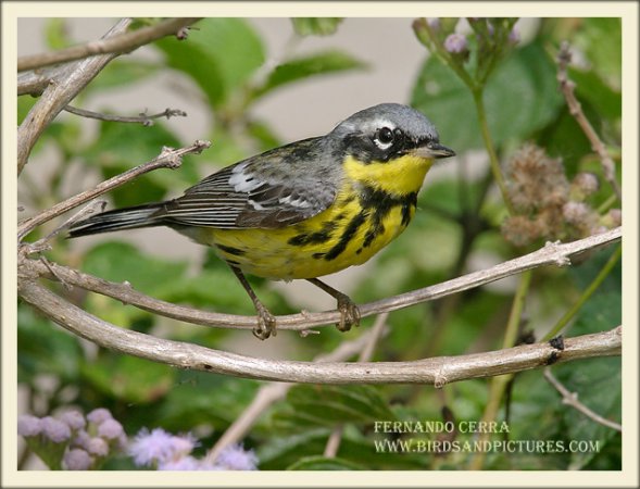 Photo (4): Magnolia Warbler