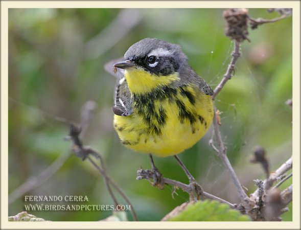 Photo (2): Magnolia Warbler