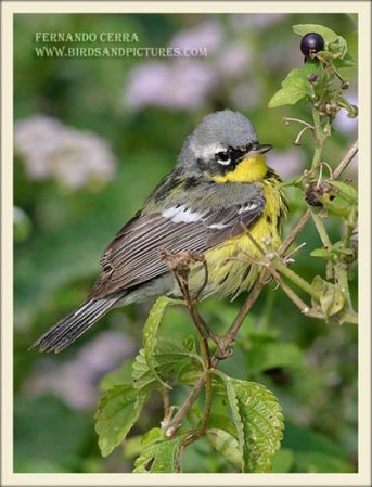 Photo (6): Magnolia Warbler