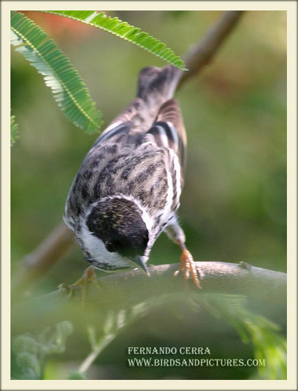 Photo (5): Blackpoll Warbler