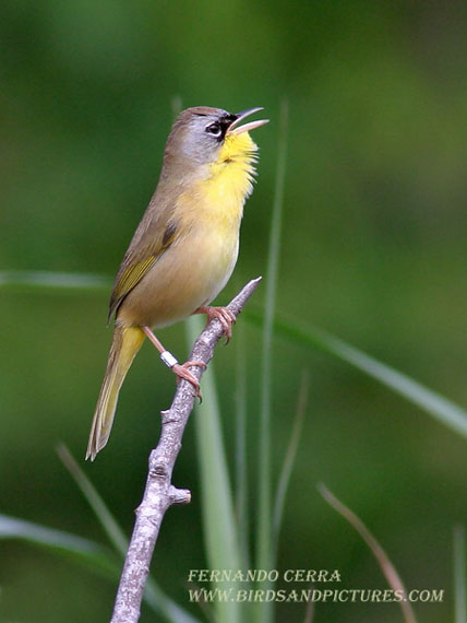 Photo (2): Gray-crowned Yellowthroat