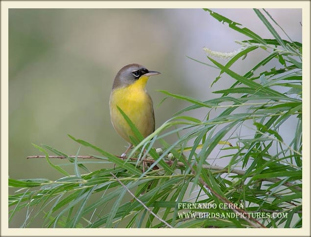 Photo (1): Gray-crowned Yellowthroat