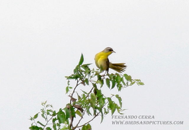 Photo (5): Gray-crowned Yellowthroat